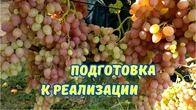 Виноград для рынка. Рекомендую сортоформы винограда.