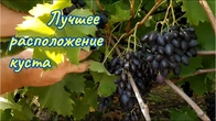 Виноград,проблемы формировки куста.