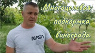 Стимуляция, подкормка и удобрение винограда по листу.