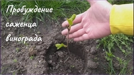 Как раскачать саженцы винограда весной.