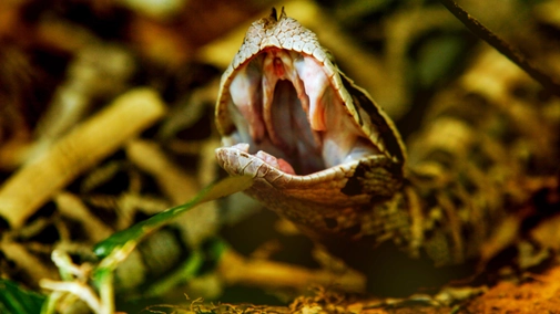 Snakes