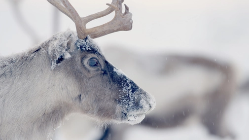 Santa's Wild Home