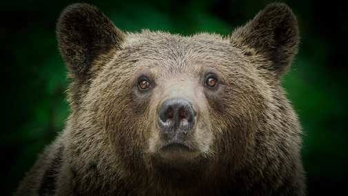 Backyard Bears of Transylvania