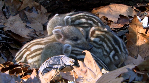 Wild Boar: The Comeback