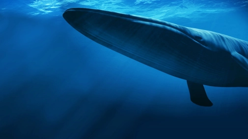 Beneath the Waves