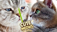 CUTE CAT'S STORY Play Fun with REAL Kitten's Fluffy MEOWday Adventures #21