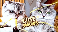 Cute Cat's Adventures Play Fun with REAL Kitten's - Dad and Two Fluffy pants stories #11