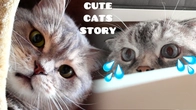 Cute Cat's Stories of MEOW Play Fun time with REAL Kitten's | One day story with Paws
