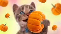 Cute Cat Rescue Story – Little Kitten Finds a Home | Advenrure Fun with Kitten & FriendsMeow Story