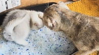 Scandal and nerves! How a mother cat worries when her kitten meows in the toilet