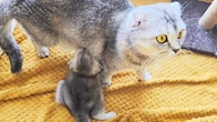 Kittens forced their mother to feed them by force and meowing