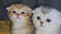 Mother cat is always worried when kittens meow, crawl, play, kiss. So cute