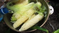 Кукуруза на заброшенном участке. I grow corn in an abandoned plot.