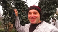 Высадка черенков спиреи под мороз.