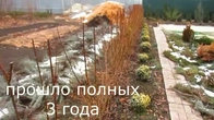 Изгородь из форзиции по годам.