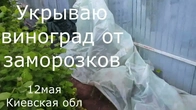Укрываю виноград от заморозков.