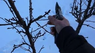 Вишня колонной из обычной вишни. Опыт продолжается!