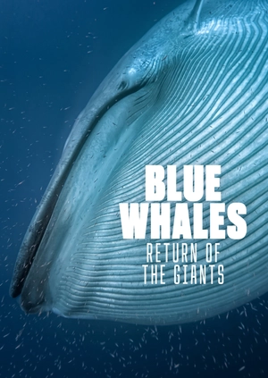 Blue Whales: Return of the Giants
