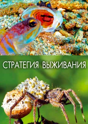 Стратегия выживания
