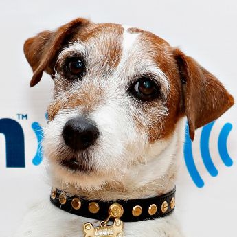 Uggie