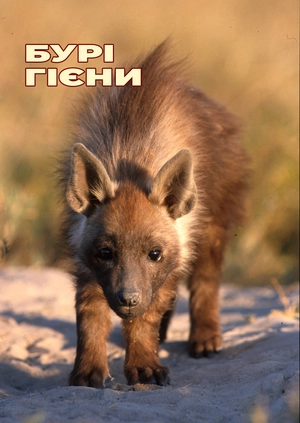 Бурі гієни