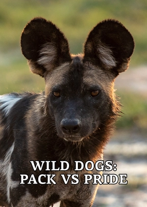 Wild Dogs: Pack Vs. Pride
