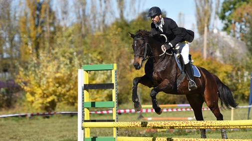 Equestrian Sports. Rotterdam