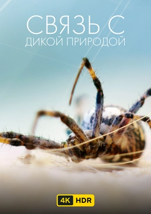 Связь с дикой природой UHD HDR