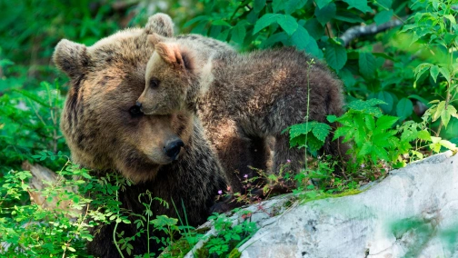 Wielki powrót niedźwiedzi