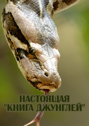 Настоящая "Книга джунглей"